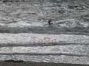 45_Skop_Sylt_062009