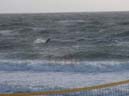 66_Skop_Sylt_062009