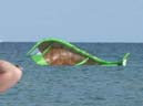 05_Fehmarn_082009