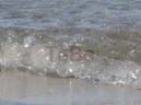 10_Fehmarn_082009