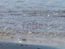 11_Fehmarn_082009