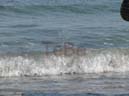 16_Fehmarn_082009